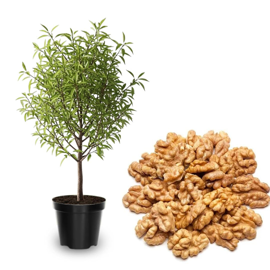 White Walnut Tree Live Plant in Gallon Pot, Dormant Butternut Tree 1 to 2 Year Old Well-Rooted for Planting, Cannot Ship to CA