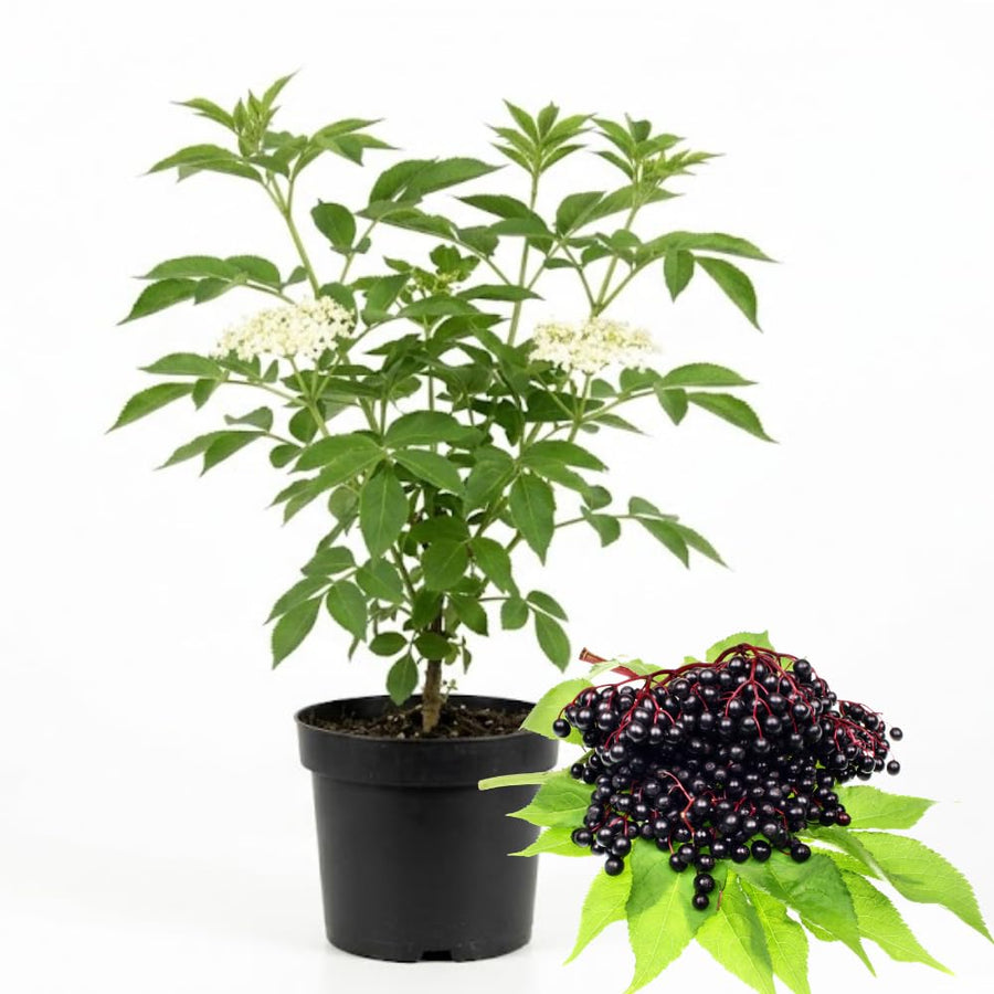 Elderberry Plants Live for Planting, Black Elderberry Tree in 1 Gallon Pot, 2-3 Feet Tall, Edible Fruit for Outdoor Garden