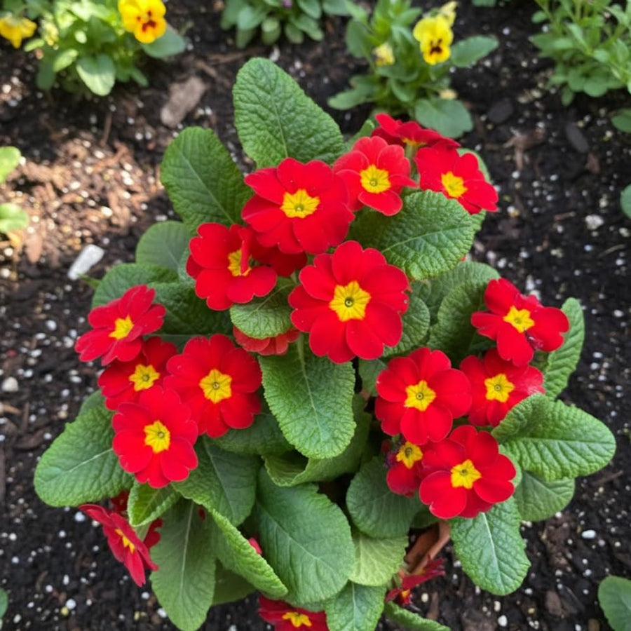 Red Primrose Live Plant, Primrose Flower Plant in 4'' Pot, 4-6'' Tall, Hardy Primrose Flower Plant, Colorful Blooms, Perennial Plants