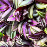 Live Purple Wandering Jew Plant, Tradescantia Zebrina Plants, 4 Inch Pot for Indoor Houseplant