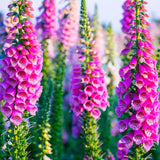 Set 6 Foxglove Plants Live, in 3" Pots, Hardy Perennial Foxgloves Flowers for Outdoor Garden Planting