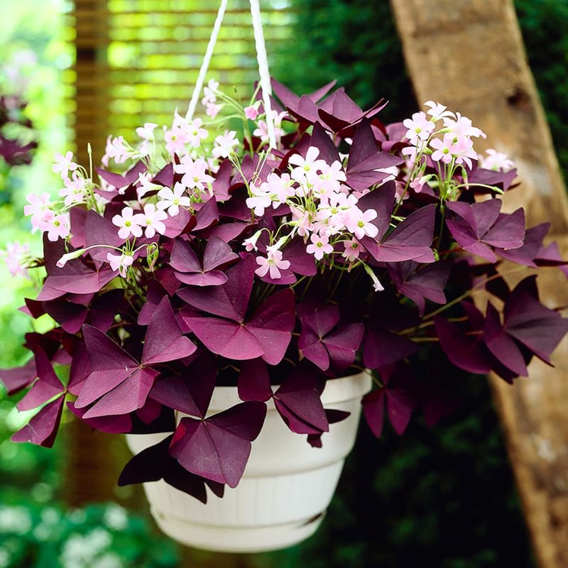 2 Deep Oxalis Shamrock Plants Live, 4-8 Inch Tall, Oxalis Triangularis Plants for Indoor or Outdoor Planting, Easy Care Perennial, USDA Zones 7–10