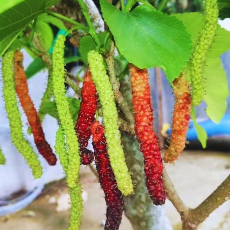 Pakistan Mulberry Plant Live 10-12 Inch Tall, Long Mulberry Fruit Tree Live Plant, Sweet Mulberries Tree