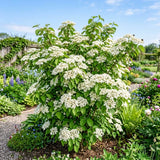 White Viburnum Live Plant, Viburnum Shrubs, 8-12 Inc Tall, Bare Root Plant, Hardy Shrub for Landscaping, Outdoor Garden