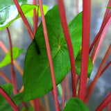 3 Colocasia Plants Live, Elephant Ear Caladium Esculenta Plants, 5 to 8 Inc Tall (Green Leaf Red Stem)