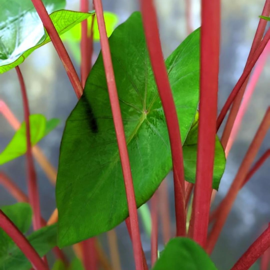 3 Colocasia Plants Live, Elephant Ear Caladium Esculenta Plants, 5 to 8 Inc Tall (Green Leaf Red Stem)