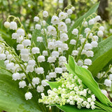 Set 5 Lily of the Valley Bulbs, Lily of the Valley Roots, Fragrant White Spring Flowers for Indoor Outdoor Growing