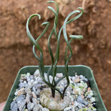 Albuca Succulent Plant Live, Curly Grass, Albuca Plant, Rare Succulent in 3" Pot, Easy-Care Indoor Outdoor Plant