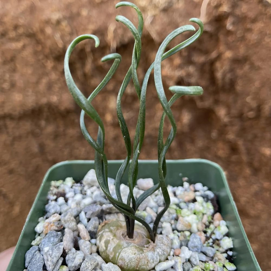 Albuca Succulent Plant Live, Curly Grass, Albuca Plant, Rare Succulent in 3" Pot, Easy-Care Indoor Outdoor Plant