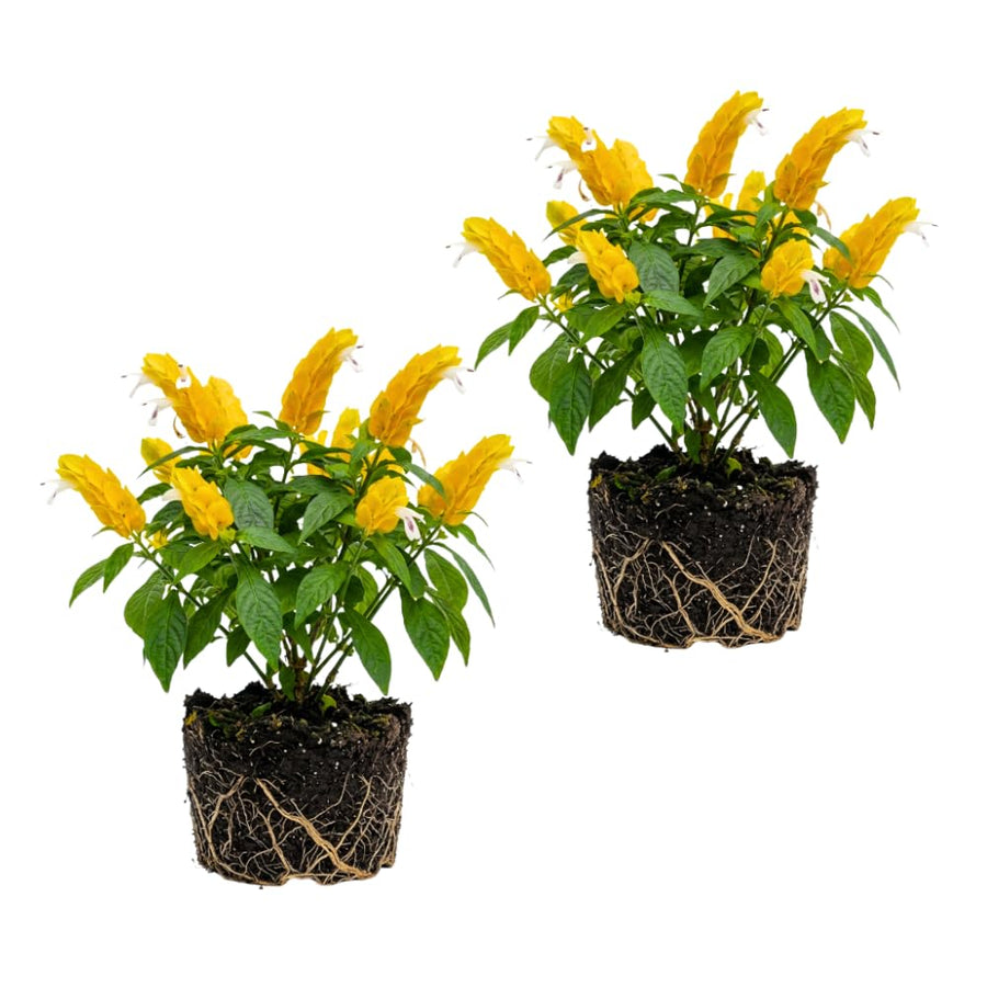Set 2 Shrimp Plants Live, Shrimp Plants, 5-7 Inc Tall, Easy Care Houseplant, Tropical Yellow Blooms for Indoor Outdoor Growing