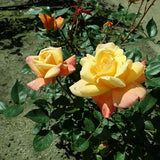 Rose Plant Live for Planting Indoor Outdoor, Rose Bush Live Plant (Gold Rose)
