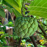 Custard Sugar Apple Tree Live Plant, Annona Squamosa Size 8-10 Inches in Half Gallon Pot, No CA