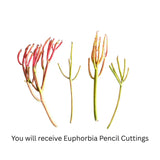 Small Euphorbia Pencil Cutting Live, Cactus Succulent Cutting Plant Live, Indoor Outdoor Landscape