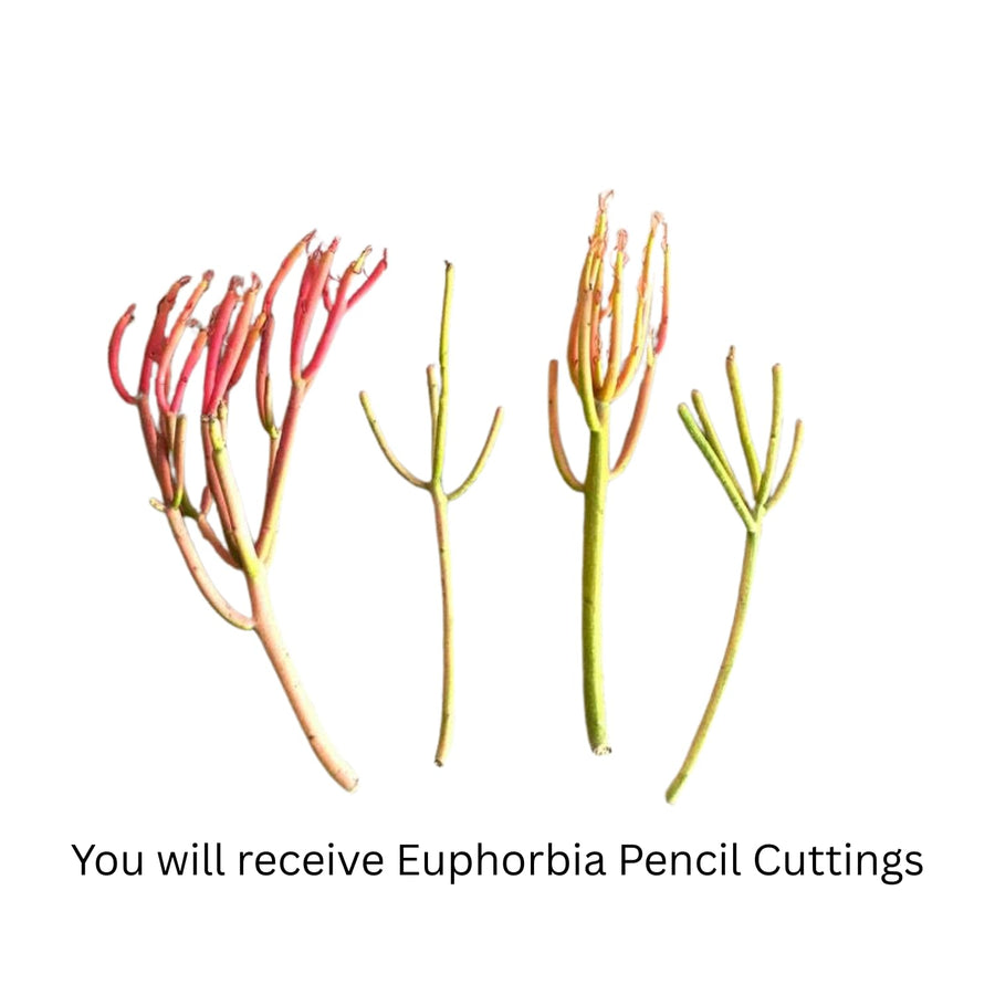 Small Euphorbia Pencil Cutting Live, Cactus Succulent Cutting Plant Live, Indoor Outdoor Landscape