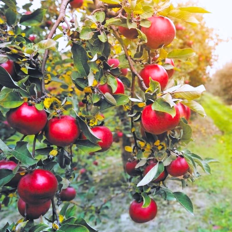Apple Tree Live Plant, Apple Plant Live for Planting, Bareroot 1.5-2 Feet Tall, Sweet Apple Fruit Tree Ready to Grow Outdoor (Red Delicious Apple)