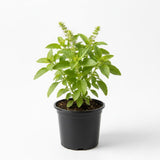Holy Basil Live Plant, Tulasi Herb Plant in 4 Inch Pot, Fully Rooted 4-8 Inches, Garden or Container Growing
