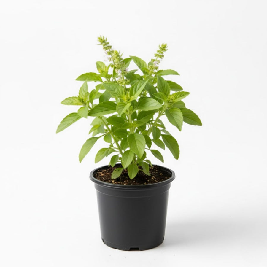 Holy Basil Live Plant, Tulasi Herb Plant in 4 Inch Pot, Fully Rooted 4-8 Inches, Garden or Container Growing