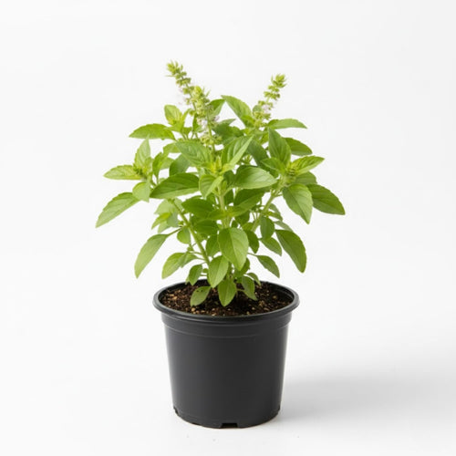 Holy Basil Live Plant, Tulasi Herb Plant in 4 Inch Pot, Fully Rooted 4-8 Inches, Garden or Container Growing