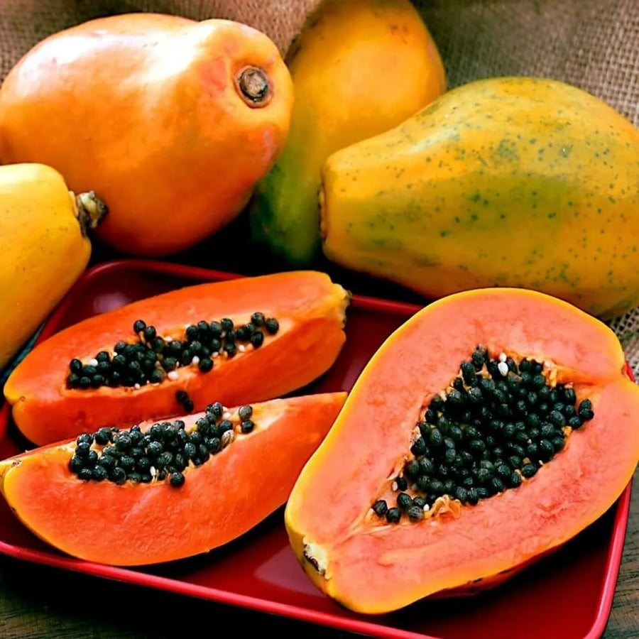 Red Papaya Tree Live Plant, 2 Feet Tall, Fast Growing Tropical Fruit Tree for Outdoor or Indoor Planting