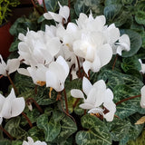 White Cyclamen Plant Live, Hardy Cyclamen Flowers, in 4 Inc Pot, Indoor Cyclamen Houseplant with Blooming Potted Flowers
