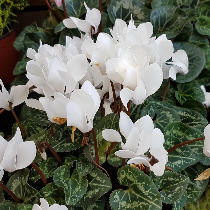 White Cyclamen Live Plant in Pot, Hardy Cyclamen Plant Live Vibrant Blooms, in 4 Inc Pot, Indoor Flowering Houseplant for Year-Round Display