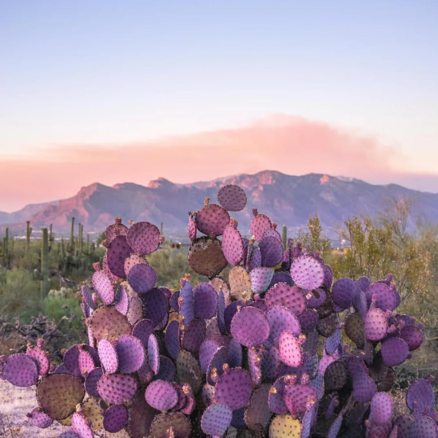 Set 25 Purple Prickly Pear Cactus Seeds, Purple Prickly Pear Seeds, Drought Tolerant Cactus for Planting