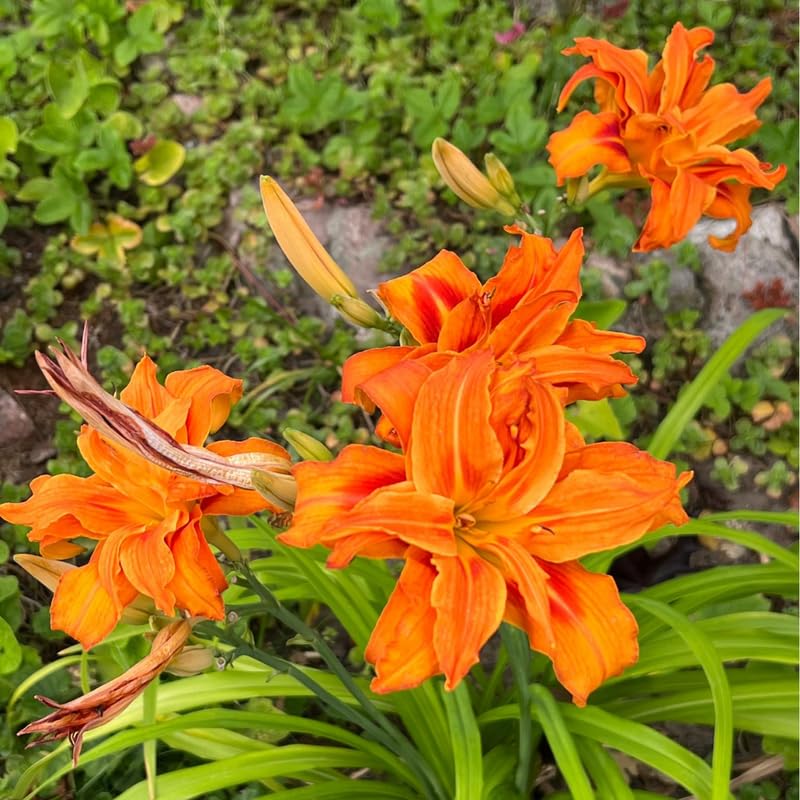 Pack 10 Daylily Bulbs for Planting Spring, Fast Blooming Hardy Perennial Lily Bare Roots for Outdoor Growing (Double Orange Day Lily)