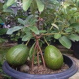 15"-20" Avocado Trees Live Plants in Half Gallon Pot, Avocado Plant, Winter Hardy, 1 Year Old Tree, No CA