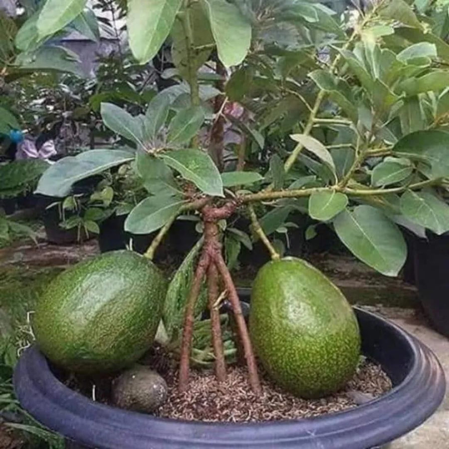 15"-20" Avocado Trees Live Plants in Half Gallon Pot, Avocado Plant, Winter Hardy, 1 Year Old Tree, No CA