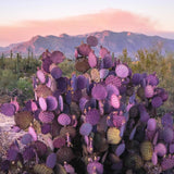 Pack of 2 Pots Purple Prickly Pear Cactus Plants Live, Each 3.5 Inch Pot, Hardy Colorful Prickly Pear Cactus Plant for Rock Gardens Outdoors