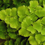 20 Roots of Maidenhair Fern, Fern Plants Live, Live Fern Plants, Fern Plant Seedlings, Fern Rhizomes for Planting, 20 Roots