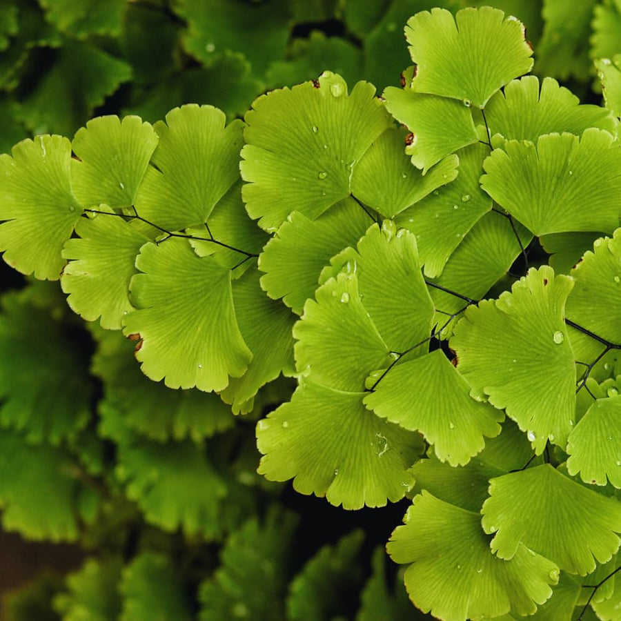 20 Roots of Maidenhair Fern, Fern Plants Live, Live Fern Plants, Fern Plant Seedlings, Fern Rhizomes for Planting, 20 Roots