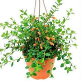 Trailing Goldfish Plant Live Potted 4 Inc, Tropical Goldfish Plant for Hanging Basket, Houseplant Indoor Live Plant