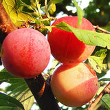 Set of 2 American Plum Trees Plants Live for Planting, 9" to 16" in Height, Bare Roots, Dormant in Winter, Outdoor Gardening, Zones 5-9