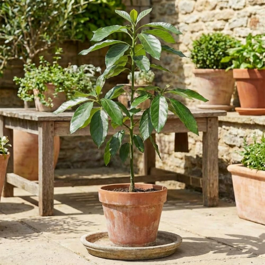 Dwarf Avocado Tree Live Plant, HASS Avocado Plant, 1 Year Old Fruit Tree, Well Rooted, 16-20 Inches Tall, Indoor Outdoor Growing