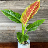 2 Rare Philodendron Live Plants Varieties Collection, Philodendrons Plants Size 5-9 Inc for Indoor Houseplant Décor, Ornamental Tropical Well-Rooted (Climber Philodendron Plants)