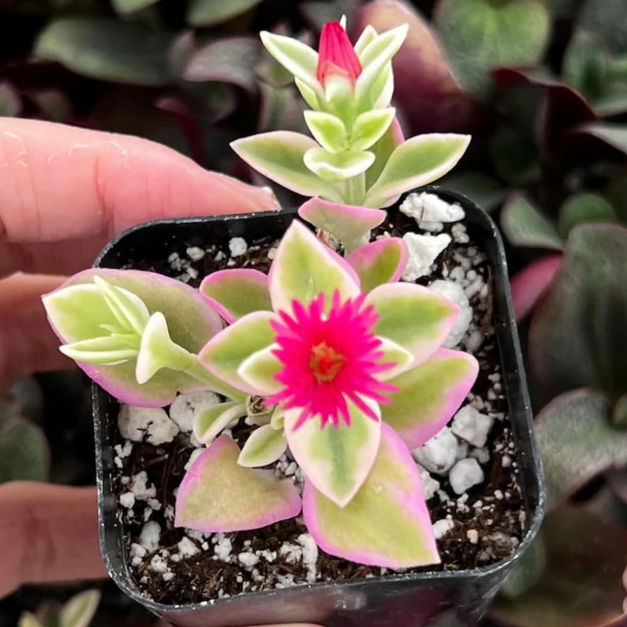Pink Ice Plant Live Succulent, Variegated Baby Sun Rose Live Plant, in 2 Inch Pot, Hardy Ground Cover for Garden and Containers