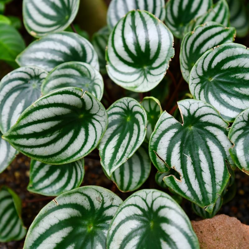 Watermelon Peperomia Live Plant, Easy-Care Houseplant in 4" Pot, Live Peperomia Plants for Indoor Gardens
