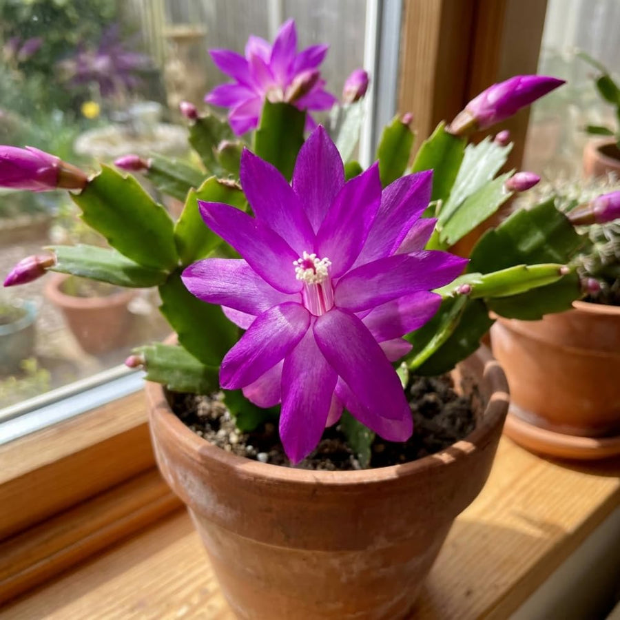 Easter Cactus Live Plant, Easter Cactus Plant 5 Inches in Height, 4 Inch Pot, Bright Bloom Flowering Houseplant for Planting (Purple)