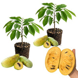 Set of 2 Paw Paw Tree, Pawpaw Tree Live Plant, Bare Roots from 4 to 6 Inches Height, Hardy Fruit Plants for Outdoor Gardening