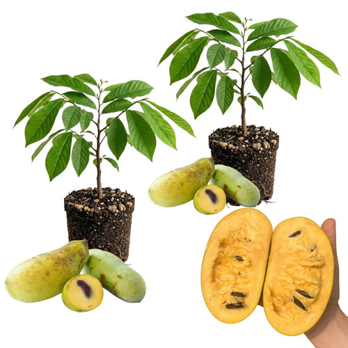Set of 2 Paw Paw Tree, Pawpaw Tree Live Plant, Bare Roots from 4 to 6 Inches Height, Hardy Fruit Plants for Outdoor Gardening