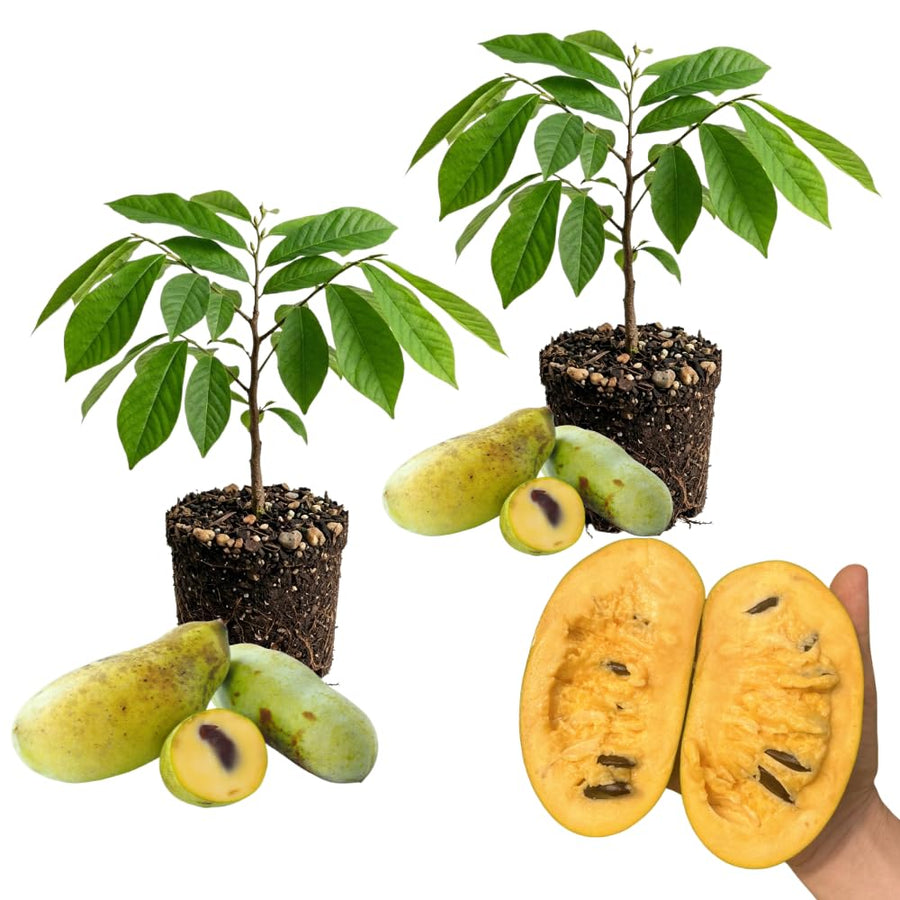 Set of 2 Paw Paw Tree, Pawpaw Tree Live Plant, Bare Roots from 4 to 6 Inches Height, Hardy Fruit Plants for Outdoor Gardening