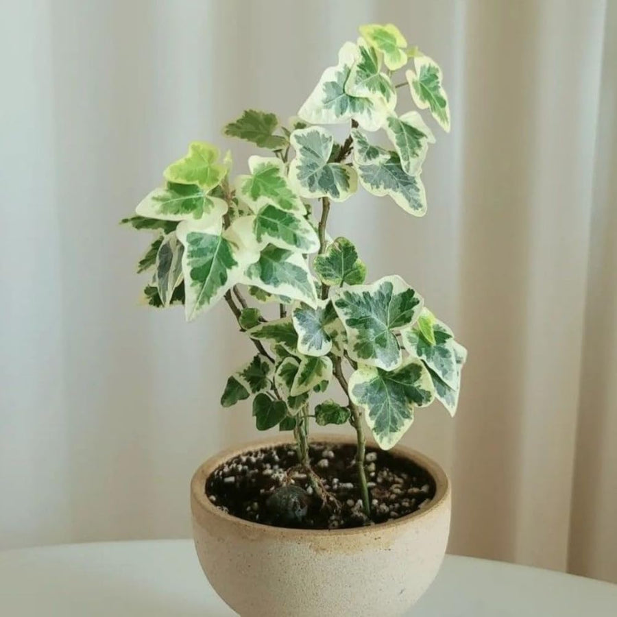 English Ivy Plant Live 4'' Pot, Fast-Growing Trailing Houseplant, Hardy English Ivy Groundcover, Indoor Outdoor Growing (Variegated Ivy)