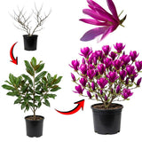 Ann Magnolia Tree Live Plant in 2.5 Inches Pot, Dormant in Winter, 6-12 Inches in Tall, Ornamental Spring Flowering Tree, Outdoor