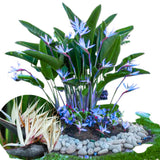 Bird of Paradise Plant - Live Tropical Ornamental Houseplant, Indoor and Outdoor Planting, Zones 9-11 (White)
