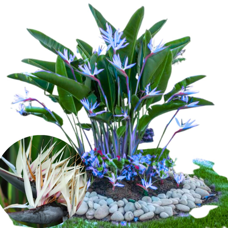 Bird of Paradise Plant - Live Tropical Ornamental Houseplant, Indoor and Outdoor Planting, Zones 9-11 (White)