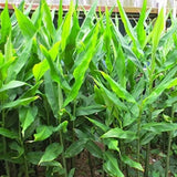 2 Zingiber Ginger Plants Live for Planting, Tropical Flowering Plant for Garden or Patio, Hardy Ginger Plant No Pot, 5-9" Height
