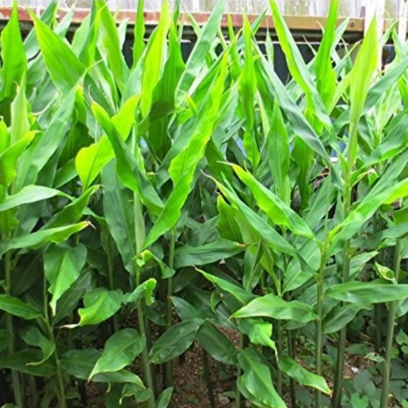 2 Zingiber Ginger Plants Live for Planting, Tropical Flowering Plant for Garden or Patio, Hardy Ginger Plant No Pot, 5-9" Height