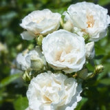 White Climbing Rose Live Plant, Stater Plant 5 to 9 Inches in Tall, No Pot, Climber