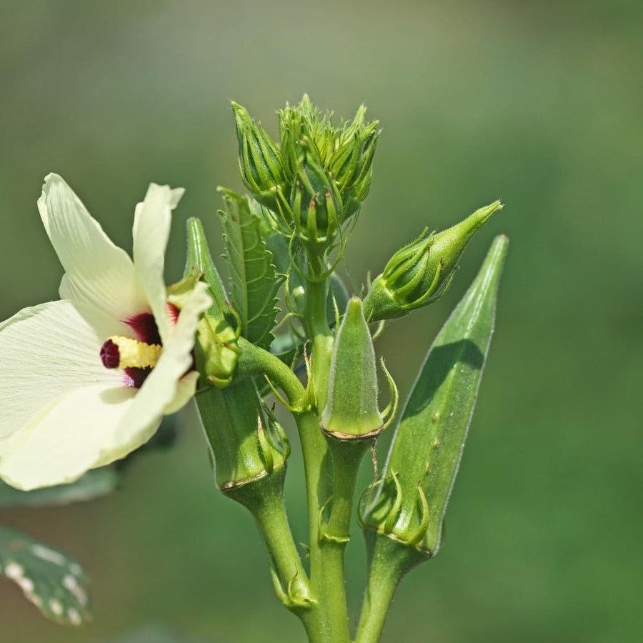 2 Green Okra Plants Live for Planting, Vegetable Plant, 4-8 Inches Tall, High Yield Garden Okra for Beds, Containers, Patio